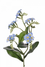 Vergeet-me-niet (Myosotis) l.blauw 36cm